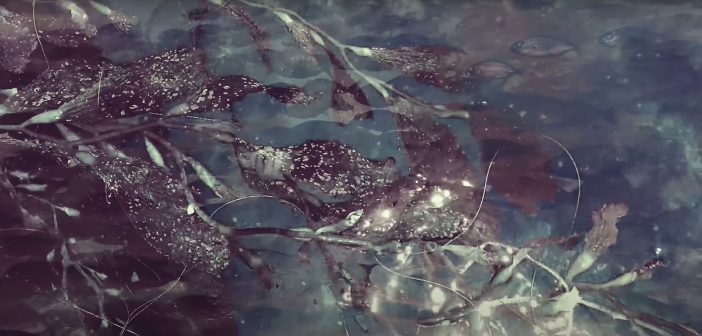 Sacher predstavio novi singl ‘Morska trava’